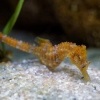 Konicek obecny - Hippocampus hippocampus - Short snouted seahorse o6956